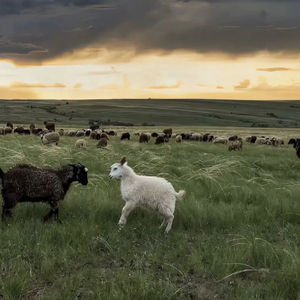 cc欣彤至尊版舞蹈
